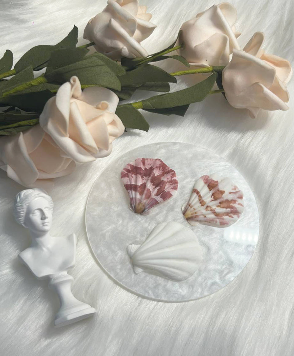 Premium Scallop Shell