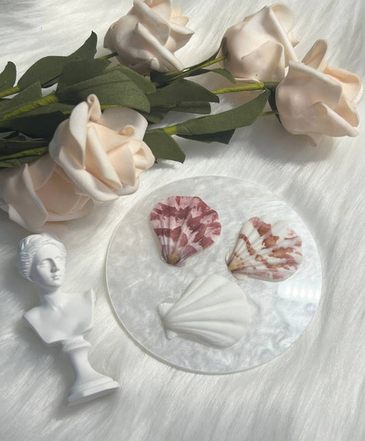 Premium Scallop Shell