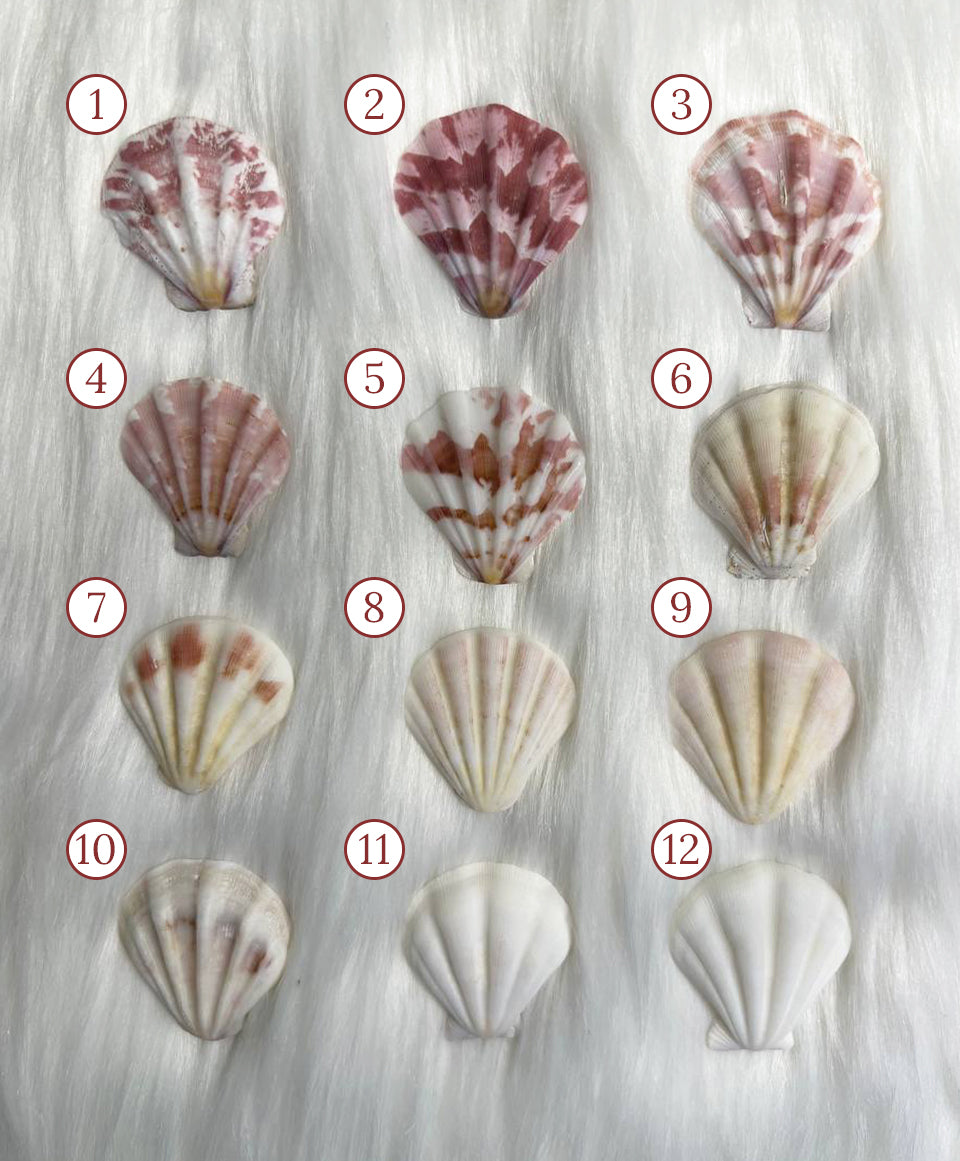 Premium Scallop Shell