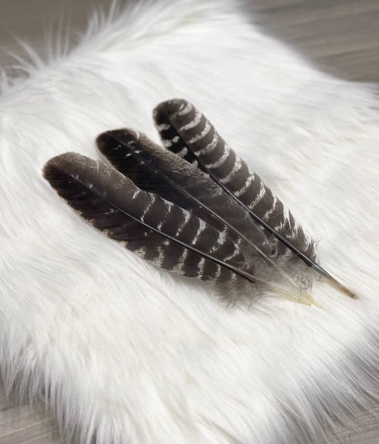 Barred Turkey Smudge Feather
