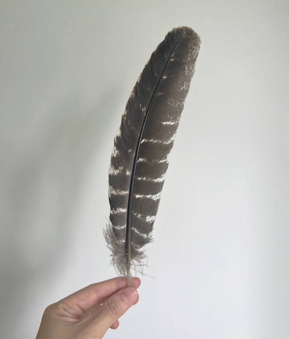 Barred Turkey Smudge Feather