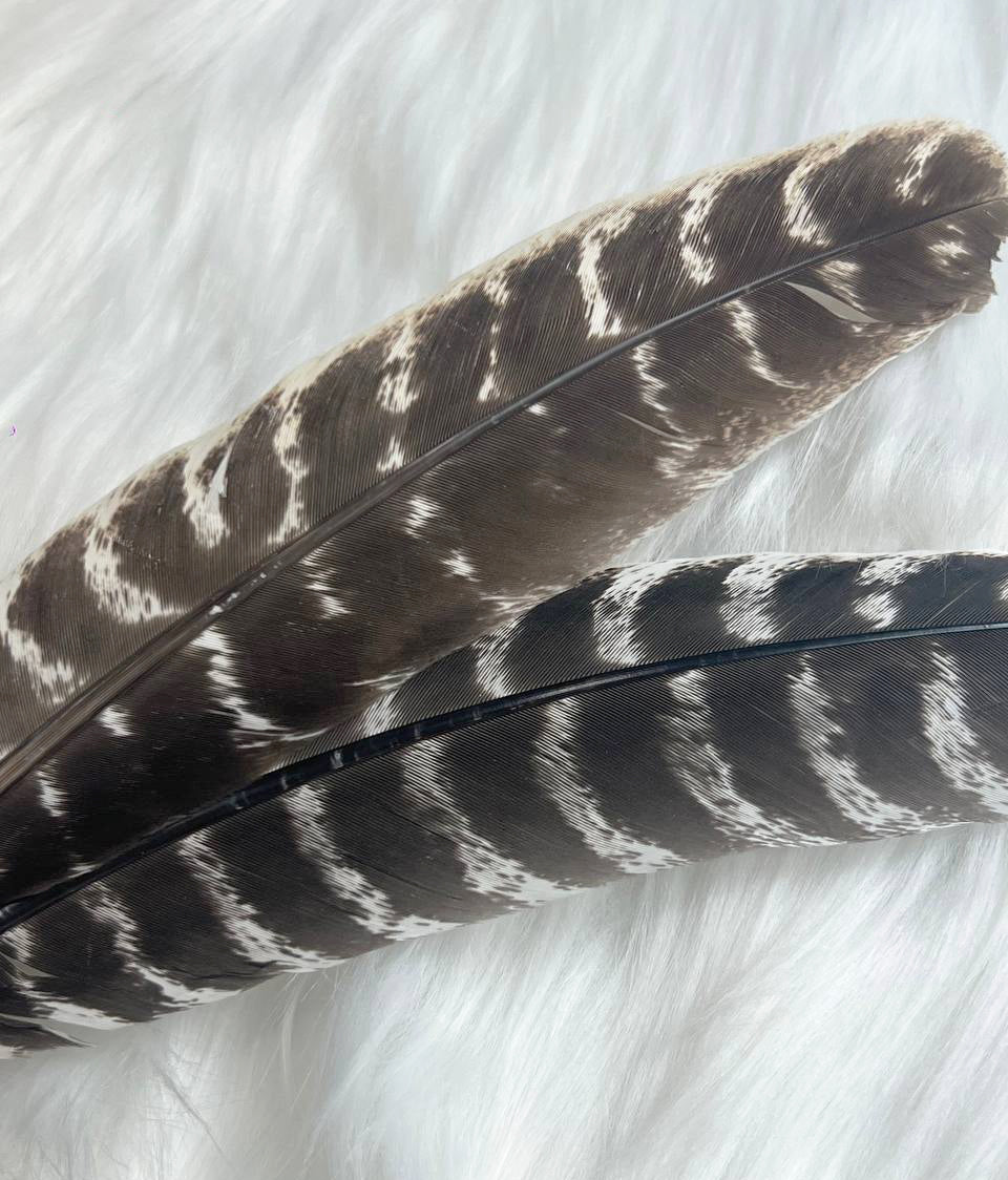 Barred Turkey Smudge Feather